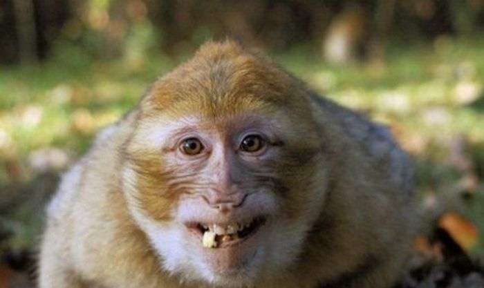 Тварини теж вміють посміхатися (39 фото)
