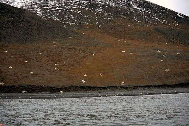 Величезне скупчення білих ведмедів в заповіднику «Острів Врангеля» (6 фото)