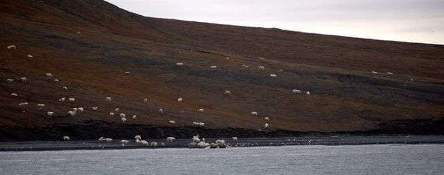 Величезне скупчення білих ведмедів в заповіднику «Острів Врангеля» (6 фото)