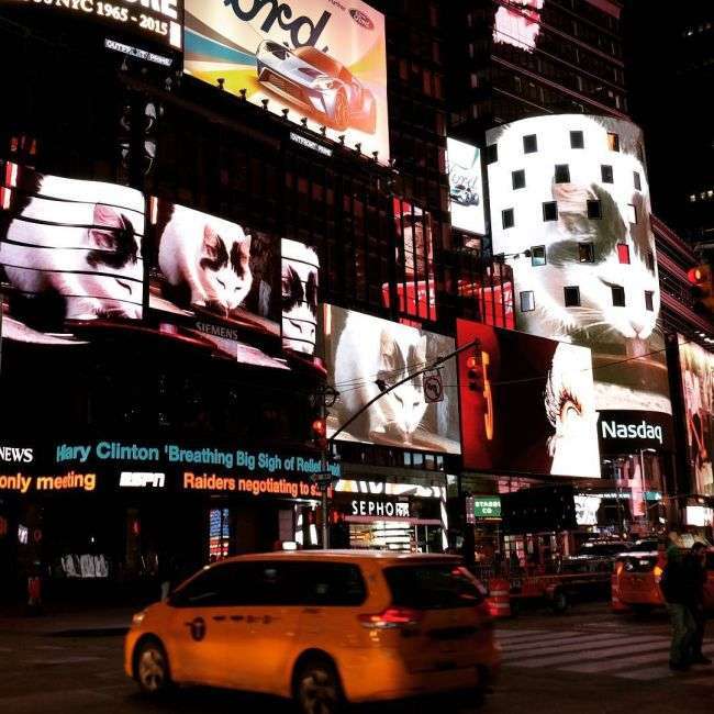 У Нью-Йорку на площі Таймс-сквер кожну лютневу ніч будуть показувати відео з котом, лакающим молоко (4 фото + відео)