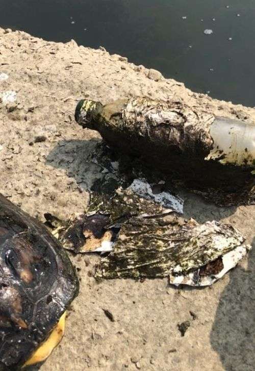 Рибалка виявив дивну пляшку, виявилася важкою ношею для черепахи (4 фото)