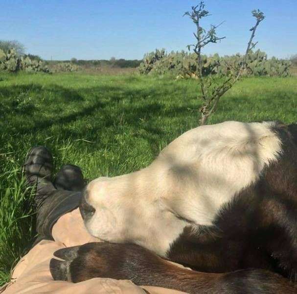 Корови, які схожі на собак (35 фото)