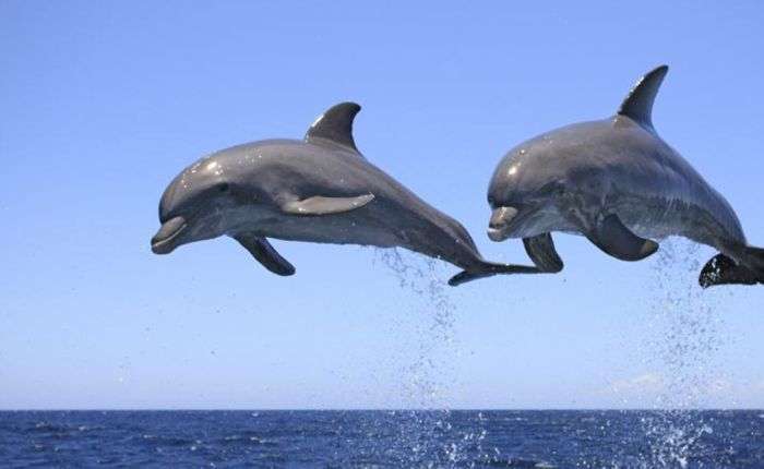 Шокуюча правда про дельфінів (14 фото)