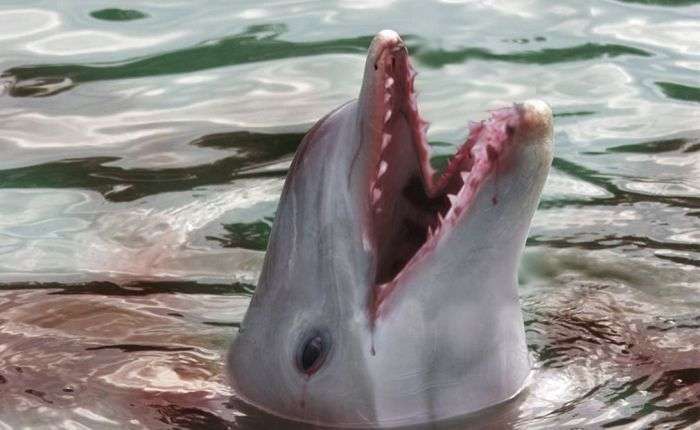 Шокуюча правда про дельфінів (14 фото)