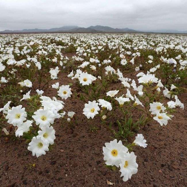 У Чилі з-за проливних дощів розквітла пустеля Атакама (4 фото)