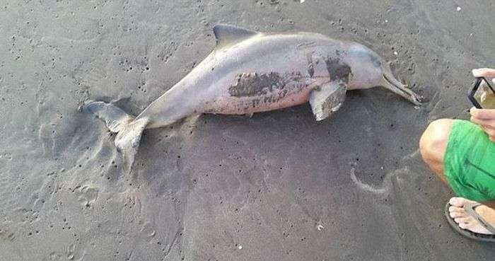 В Аргентині відпочиваючі до смерті закатували викинутого на берег дитинча дельфіна (4 фото)