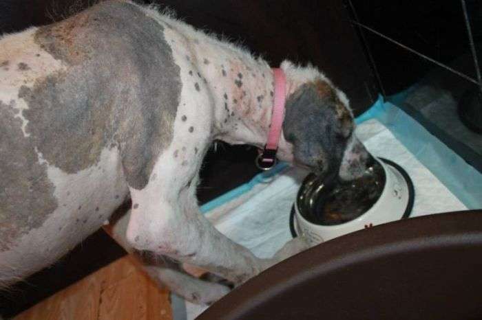 Порятунок бездомного собаки по кличці Кхалісі (24 фото)