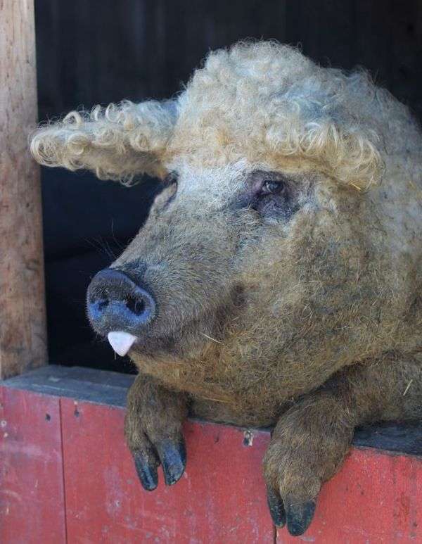 Незвичайні свині породи мангалиця (7 фото)