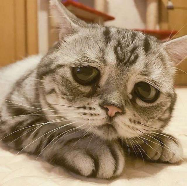 Луху - найсумніша кішка в світі (15 фото)