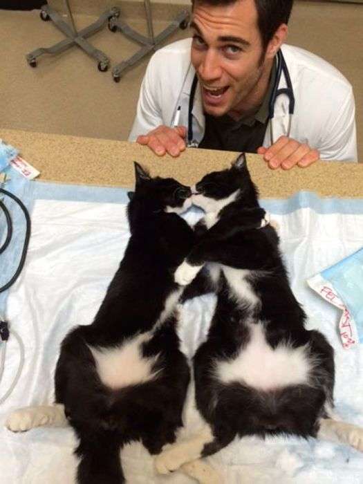 Еван Антін - найсексуальніший ветеринар у світі (33 фото)
