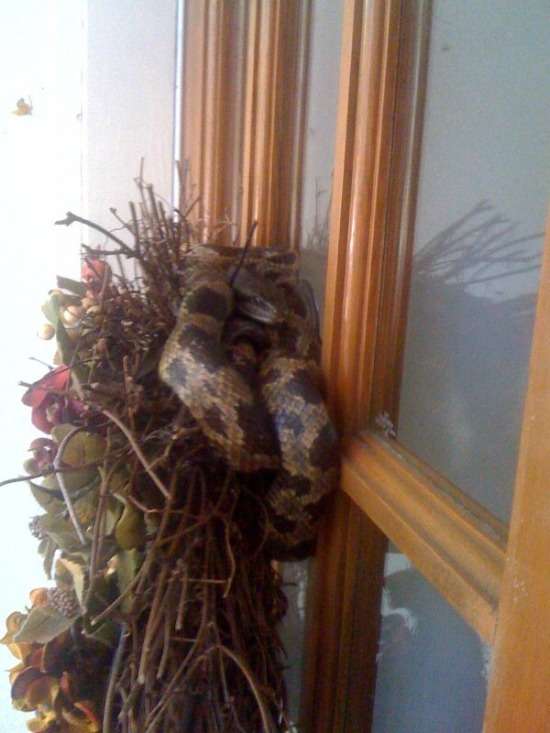 На порозі власного будинку чоловік був вкушений змією прямо в лисину (5 фото)