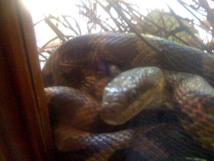 На порозі власного будинку чоловік був вкушений змією прямо в лисину (5 фото)