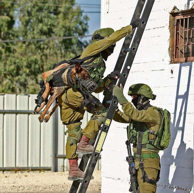 Переноска тактичних собак в ізраїльській армії (3 фото)