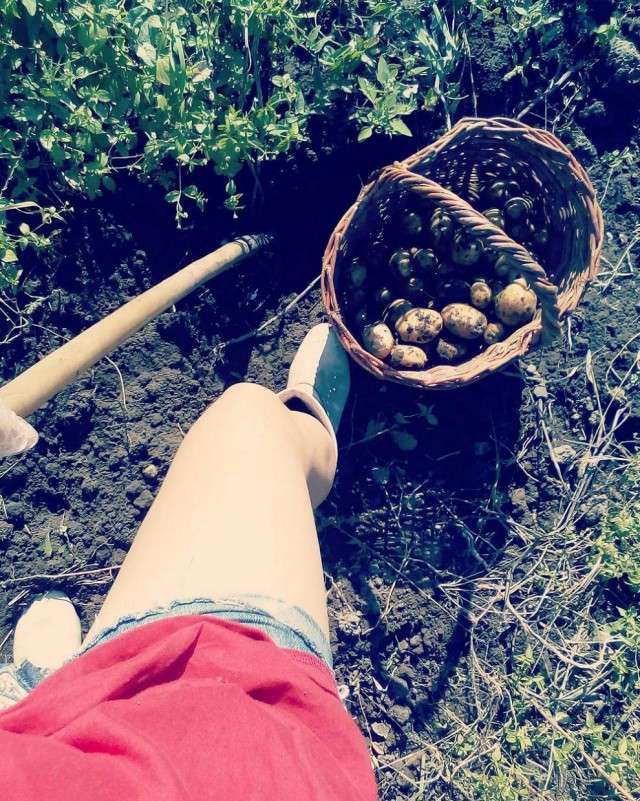 Білоруси копають картоплю (27 фото)