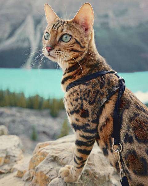Кішка-мандрівниця з Канади (36 фото)