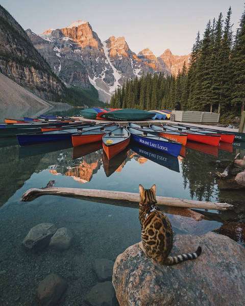 Кішка-мандрівниця з Канади (36 фото)
