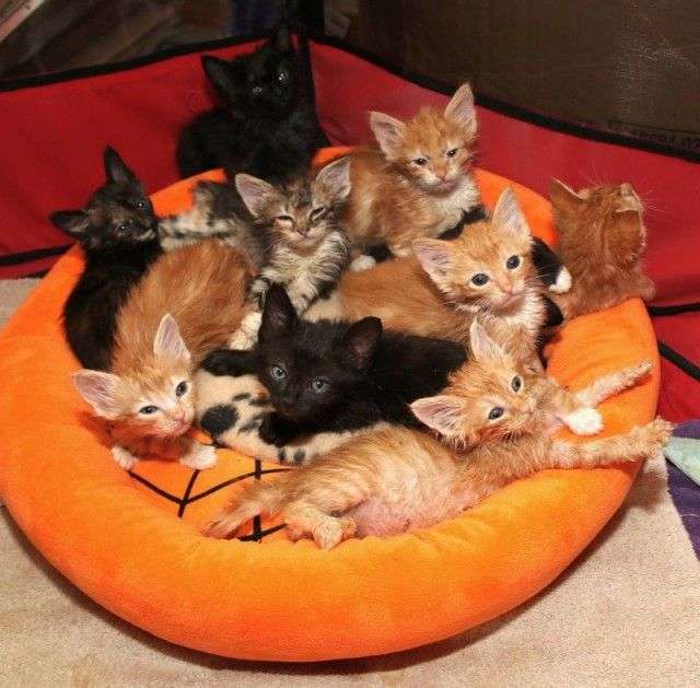 10 маленьких кошенят і хлопець (5 фото)