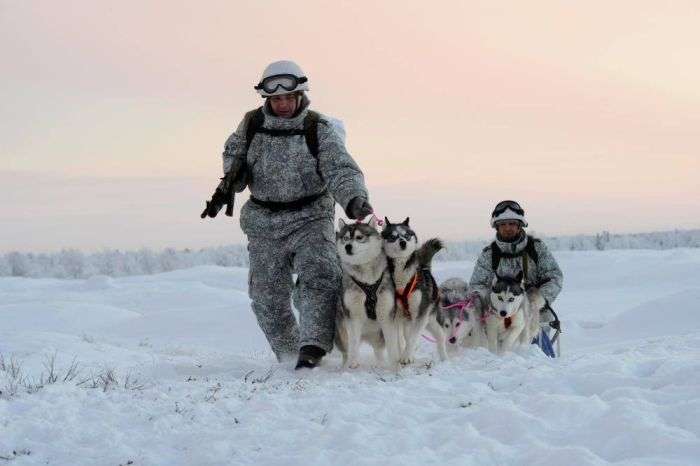 Російські розвідники навчилися управляти собачими і оленячими упряжками (15 фото)