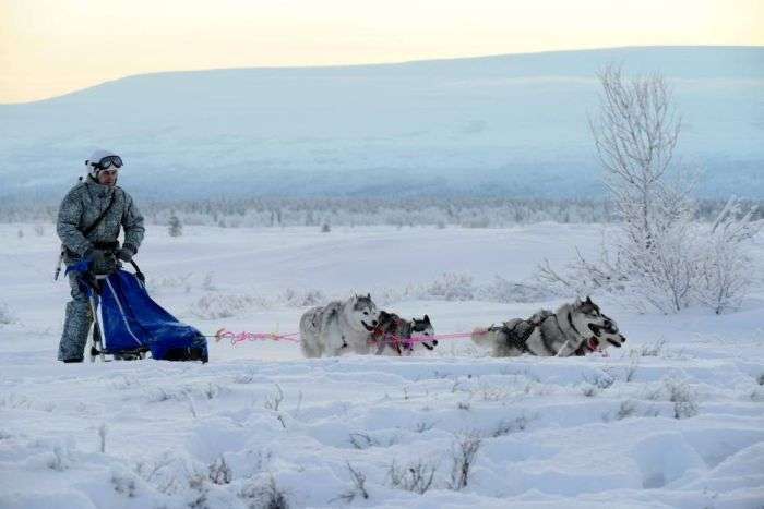Російські розвідники навчилися управляти собачими і оленячими упряжками (15 фото)