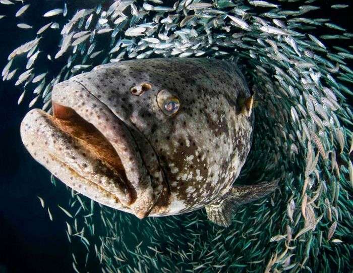 9 найбільш небезпечних риб у світі (9 фото)