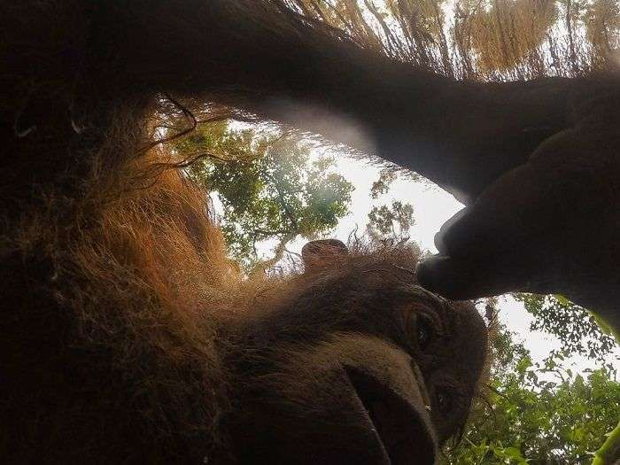 Орангутан знайшов у лісі екшн-камеру і зробив унікальні селфи (8 фото)