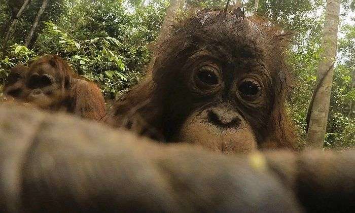 Орангутан знайшов у лісі екшн-камеру і зробив унікальні селфи (8 фото)