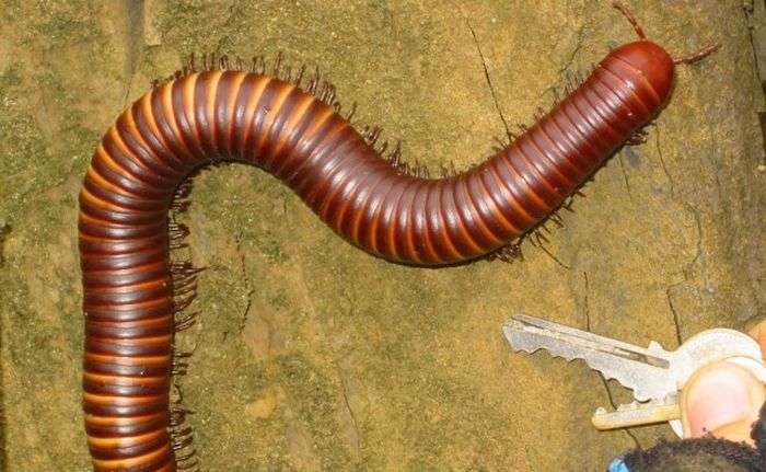 Сколопендри - дивовижні істоти, що живуть у нас під боком (9 фото)