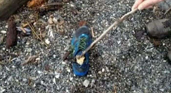 На пляжі Ванкувера виявили взуту в кросівок людську ступню (3 фото)
