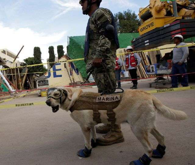 На рахунку цієї собаки десятки врятованих життів, зробили її національним героєм Мексики (4 фото)