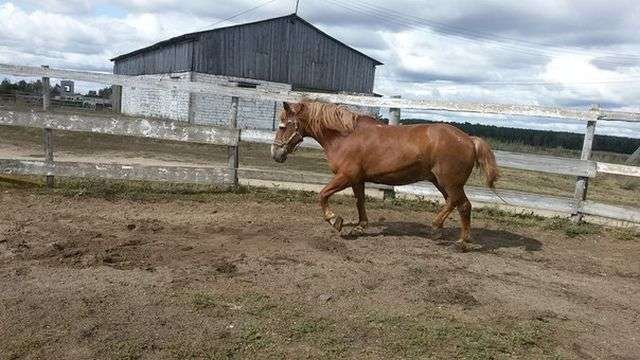 Кінь-довгожитель на прізвисько Дід (10 фото)
