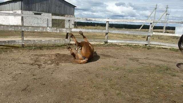 Кінь-довгожитель на прізвисько Дід (10 фото)