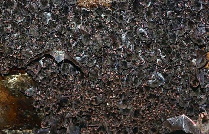 В Японії тисячі кажанів ховалися від холоду у водосточном тунелі (14 фото)