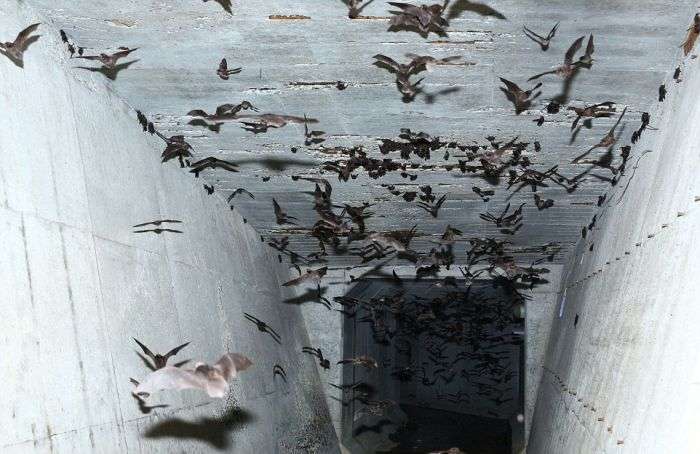 В Японії тисячі кажанів ховалися від холоду у водосточном тунелі (14 фото)