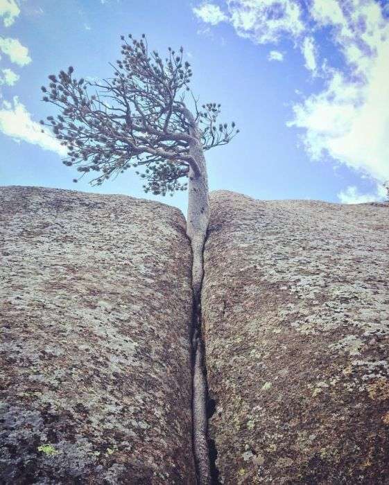 Дерева, що ростуть в незвичайних місцях (31 фото)