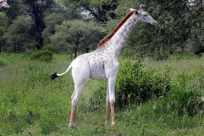 Омо - незвичайний жираф з рідкісною мутацією (4 фото)
