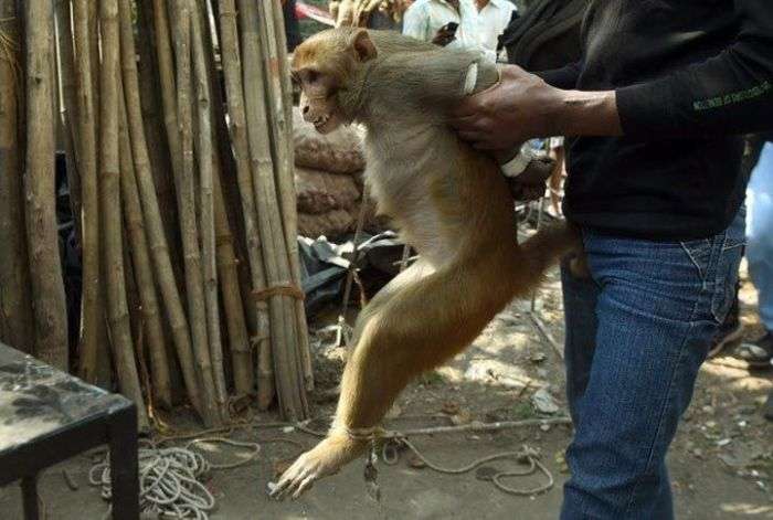 Покарання мавпи в Індії (7 фото)