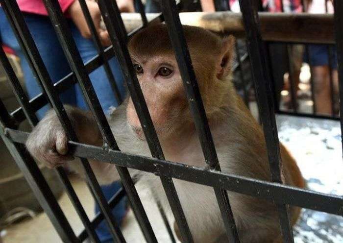 Покарання мавпи в Індії (7 фото)
