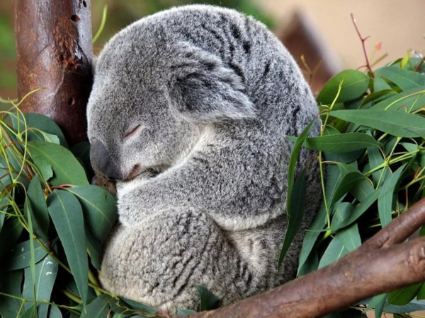 Коала: Обкуренный и похотливый мишка животные,интересные факты,коала,природа