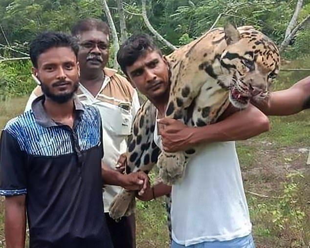 Браконьеры похвастались в Facebook убийством редчайшего дымчатого леопарда Всячина