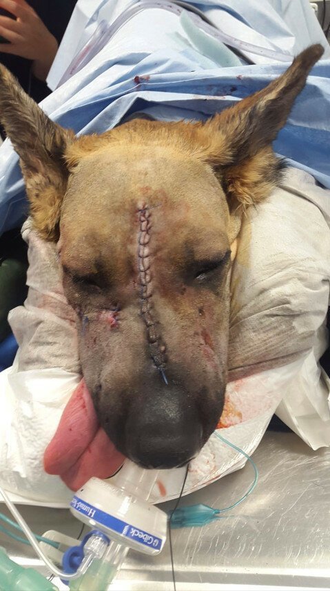 Уникальная операция: британские ветеринары восстановили овчарке раздробленную морду   Интересное