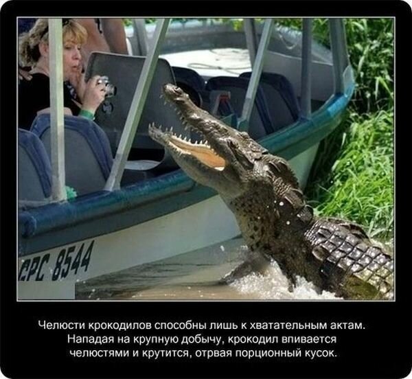 Факты о крокодилах и их среде обитания   Интересное