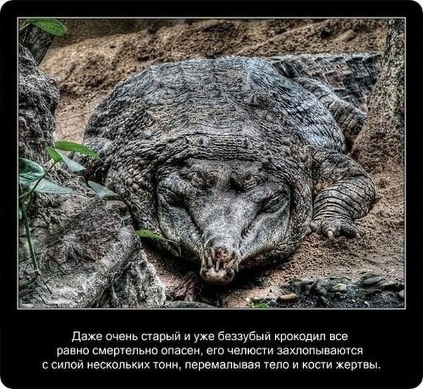 Факты о крокодилах и их среде обитания   Интересное