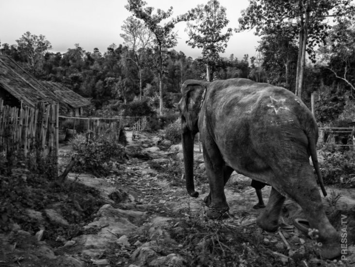 Дом престарелых для слонов-лесорубов в Мьянме природа