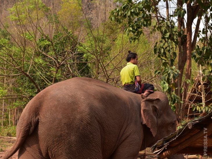 Дом престарелых для слонов-лесорубов в Мьянме природа