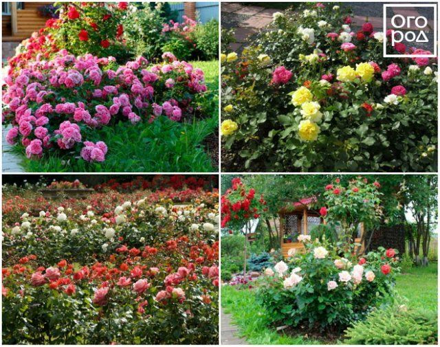 6 превосходных идей, как сделать розарий на даче цветы