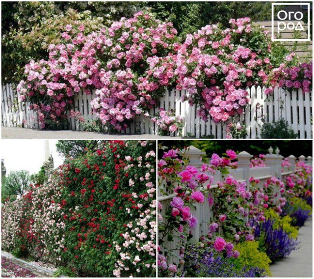 6 превосходных идей, как сделать розарий на даче цветы