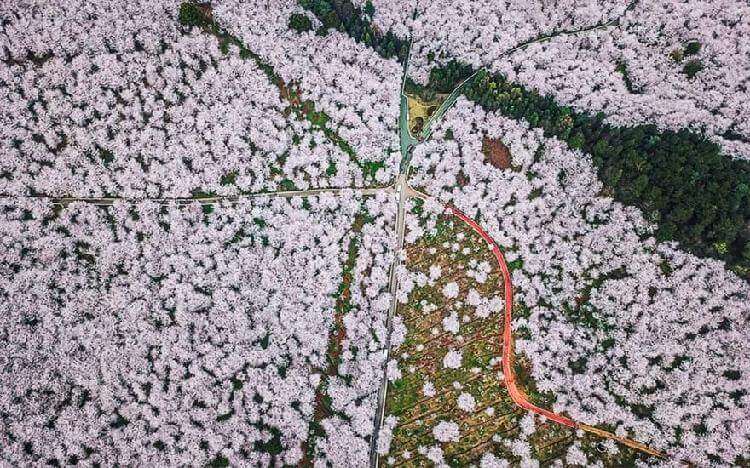 В Китае зацвела вишня, превратив страну в один прекрасный цветущий сад страны