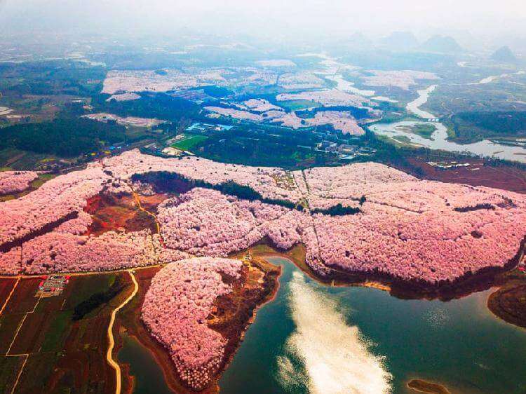 В Китае зацвела вишня, превратив страну в один прекрасный цветущий сад страны