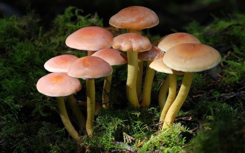 10 видов ядовитых грибов, которые лучше оставить в лесу грибной сезон,здоровье,Пространство,Россия,ядовитые грибы