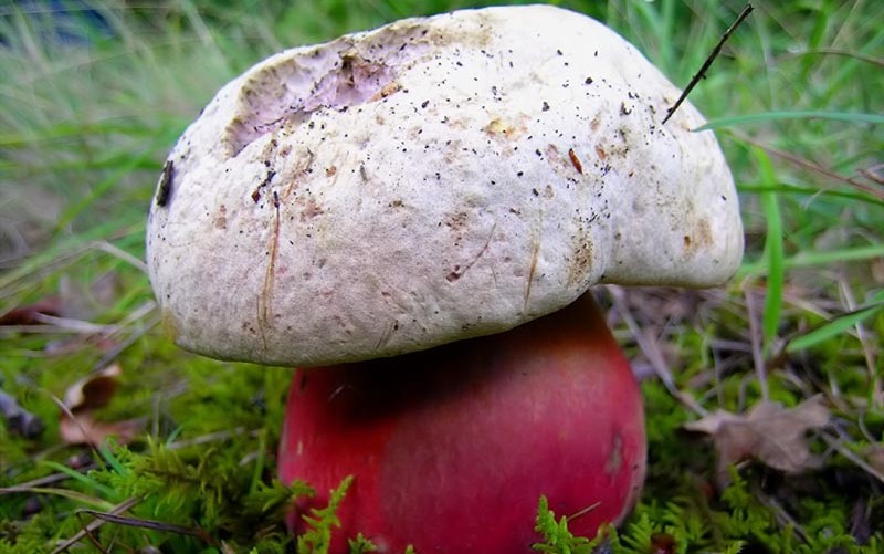 10 видов ядовитых грибов, которые лучше оставить в лесу грибной сезон,здоровье,Пространство,Россия,ядовитые грибы